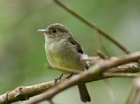 Yellow-bellied Flycatcher
